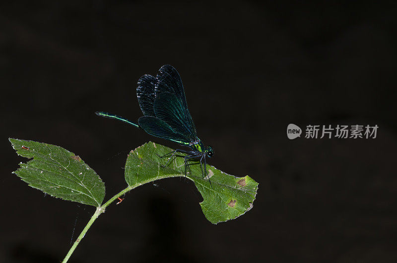 带条纹的demoiselle (Calopteryx splendens)